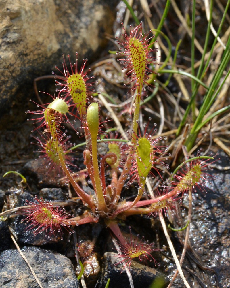 English Sundew photo 6