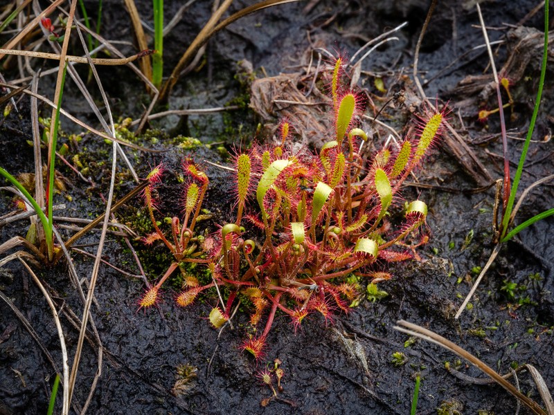 English Sundew photo 7