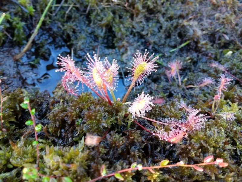 English Sundew photo 8