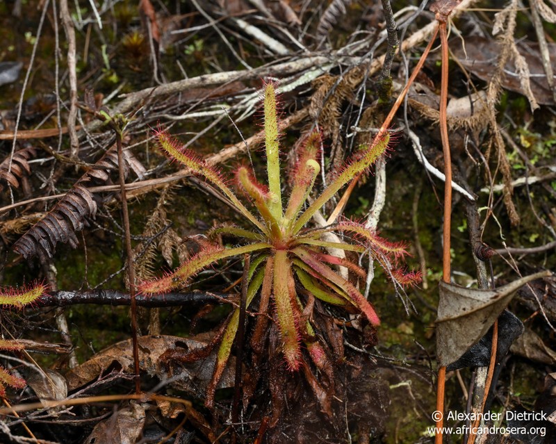 Drosera arachnoides