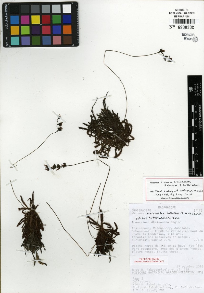 Drosera arachnoides photo 3
