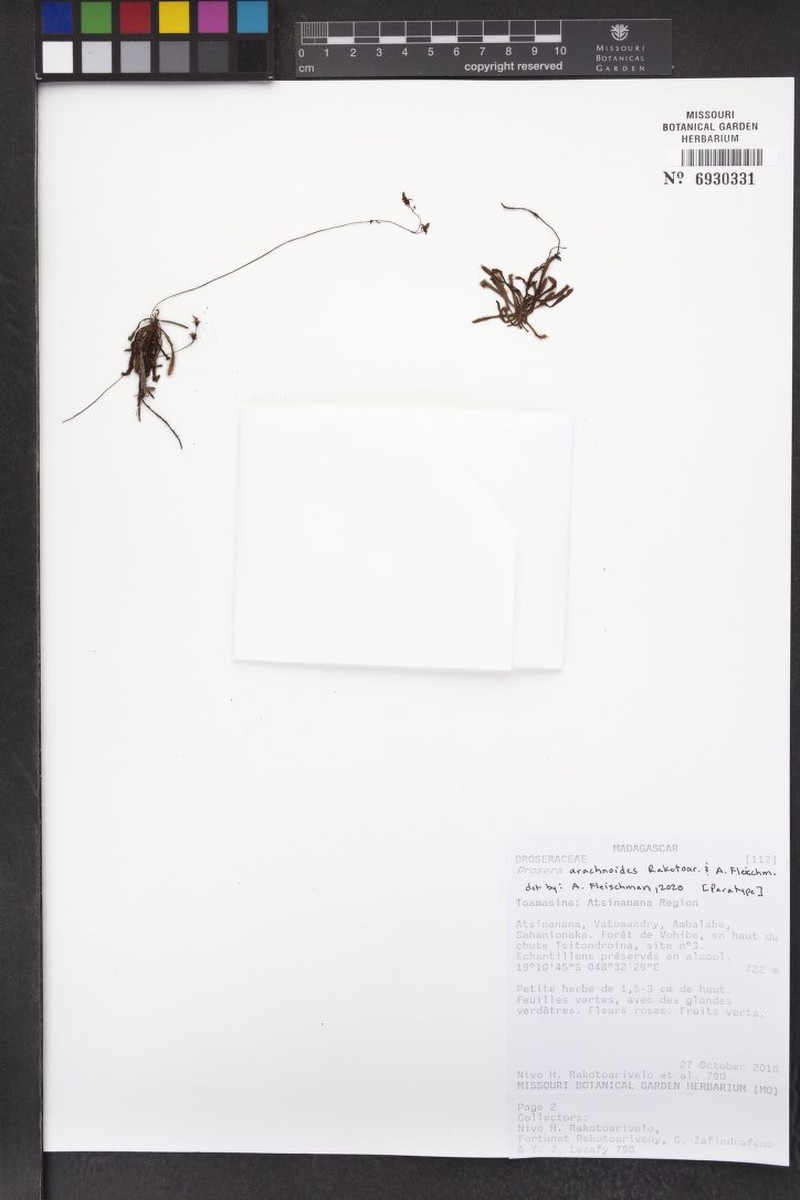 Drosera arachnoides photo 5