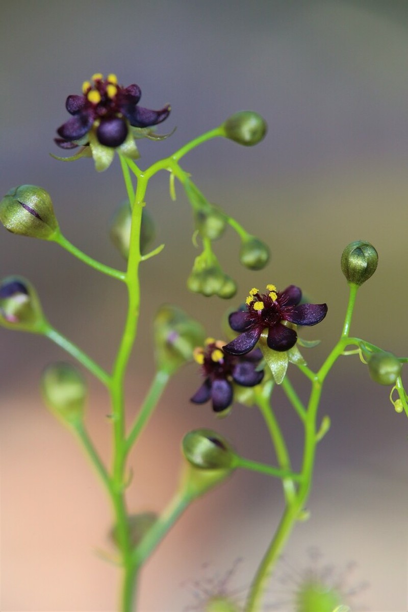Drosera atrata