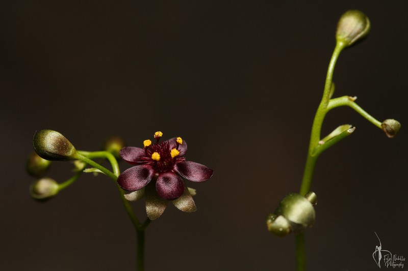 Drosera atrata photo 2