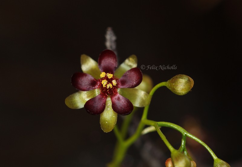 Drosera atrata photo 3