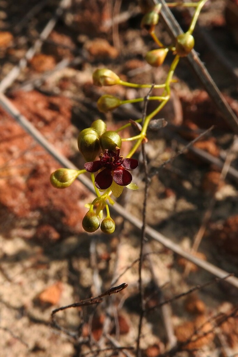 Drosera atrata photo 4