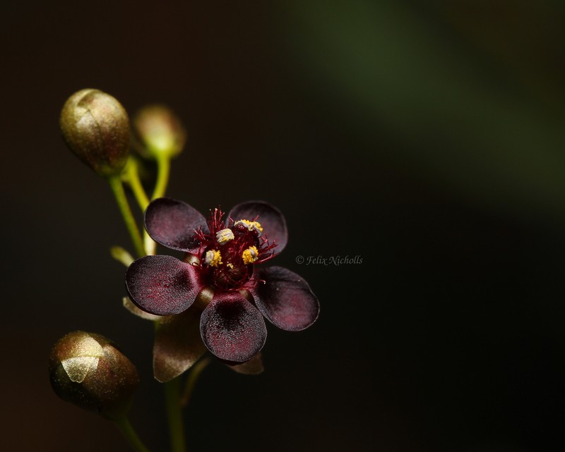 Drosera atrata photo 5