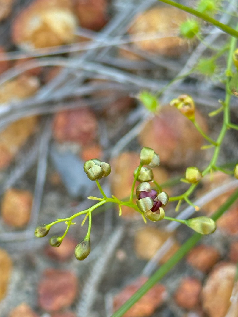 Drosera atrata photo 8