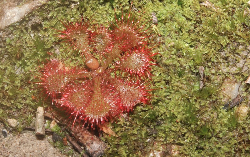 Dwarf Sundew