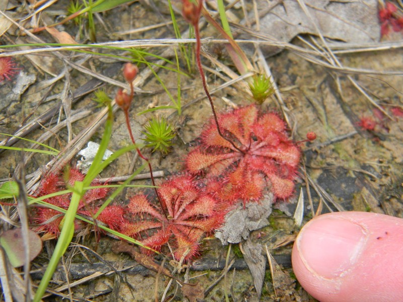 Dwarf Sundew photo 2