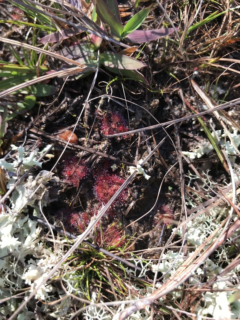 Dwarf Sundew photo 3