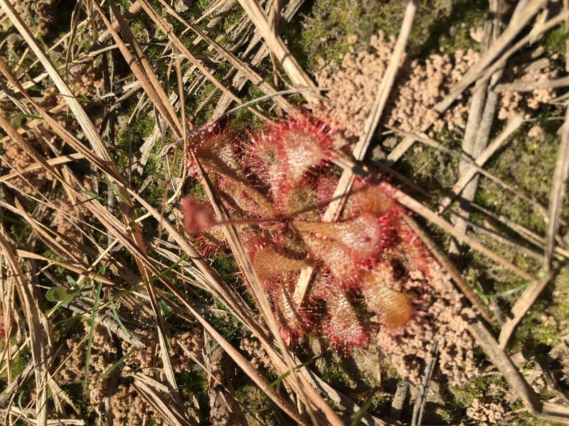 Dwarf Sundew photo 4