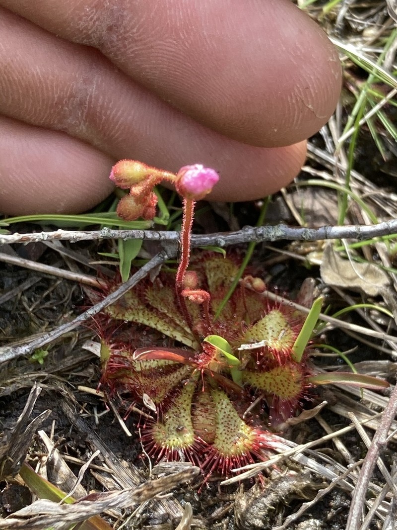 Dwarf Sundew photo 5