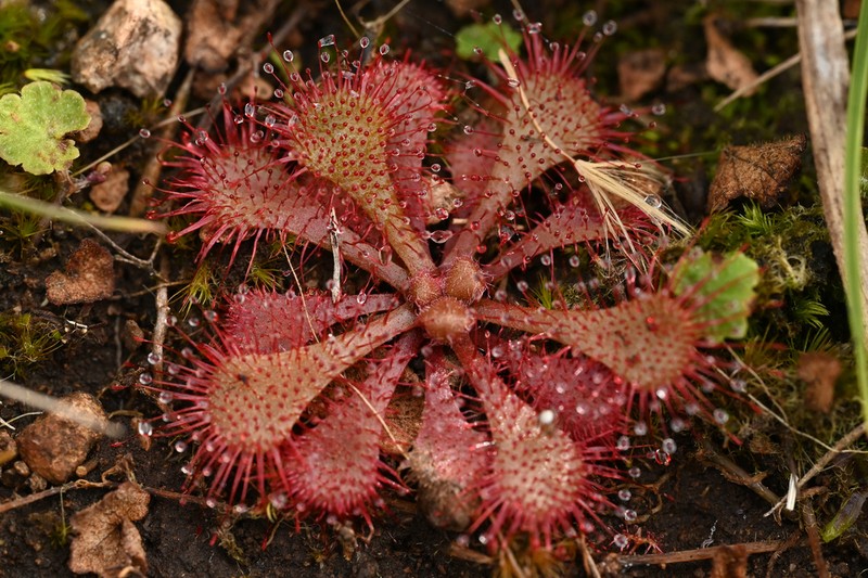Dwarf Sundew photo 6