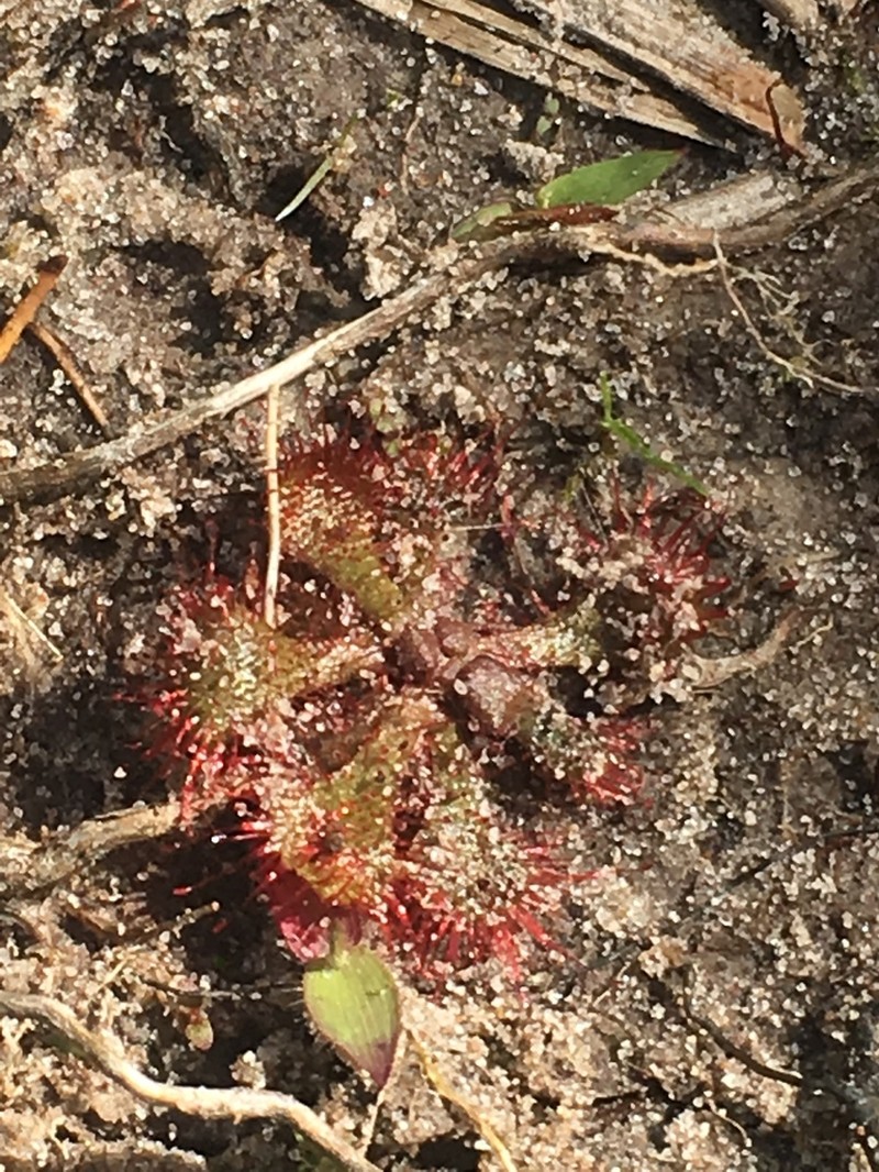 Dwarf Sundew photo 7