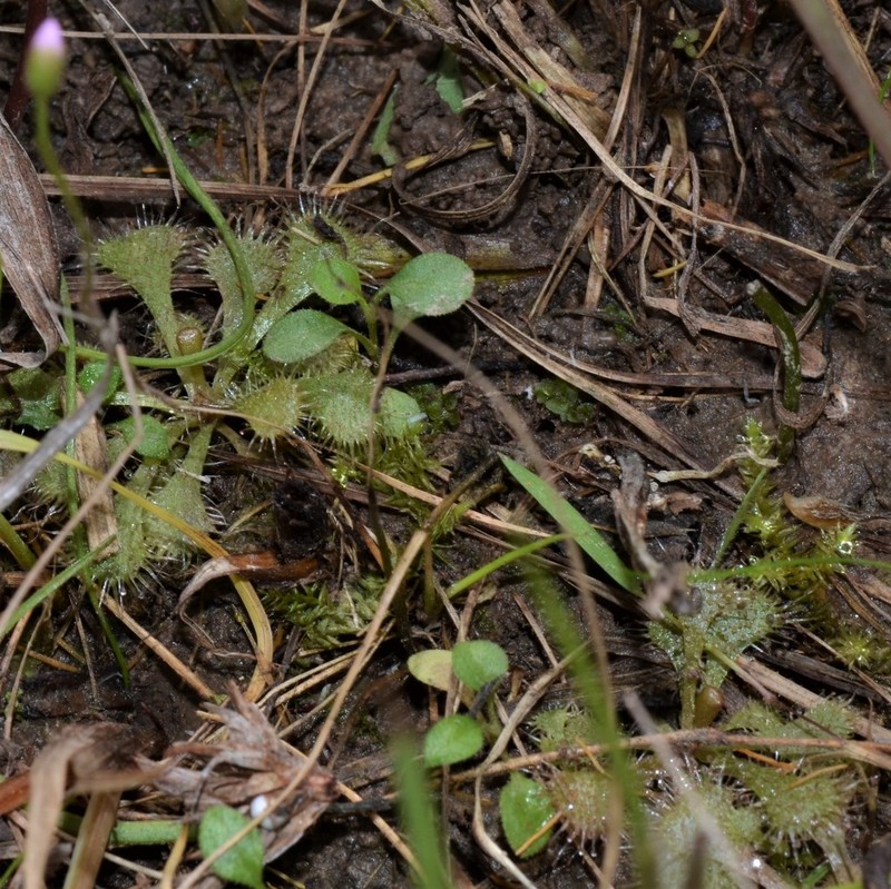 Dwarf Sundew photo 8
