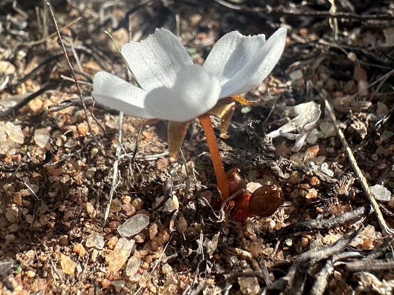Drosera bulbosa subsp. bulbosa