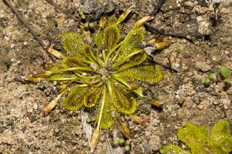 Drosera bulbosa subsp. bulbosa photo 2