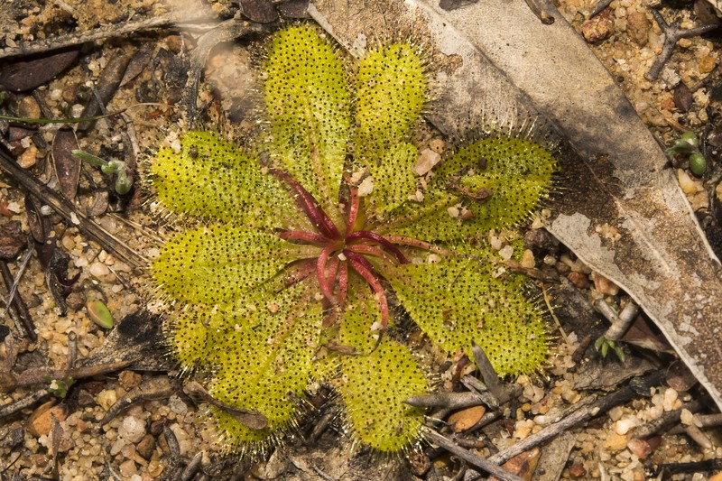 Drosera bulbosa subsp. bulbosa photo 3
