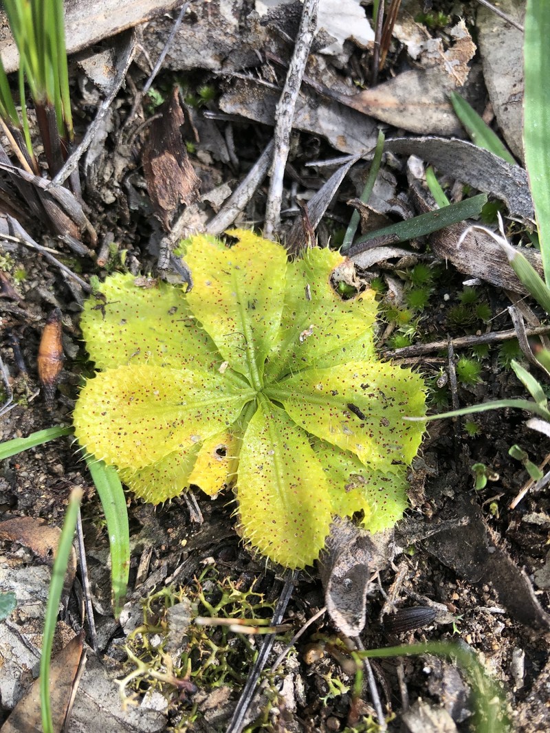 Drosera bulbosa subsp. bulbosa photo 4