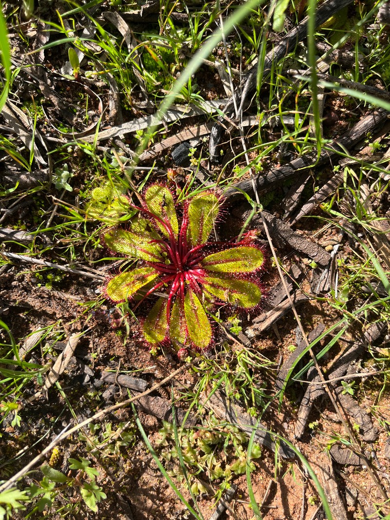 Drosera bulbosa subsp. coronata