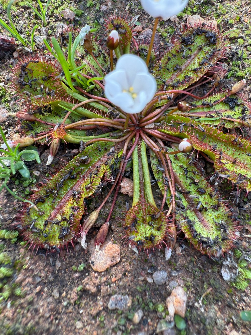 Drosera bulbosa subsp. coronata photo 2