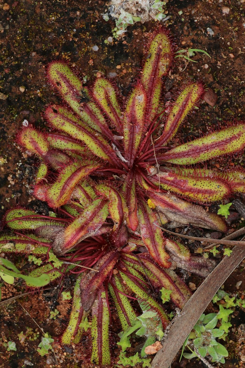 Drosera bulbosa subsp. coronata photo 3