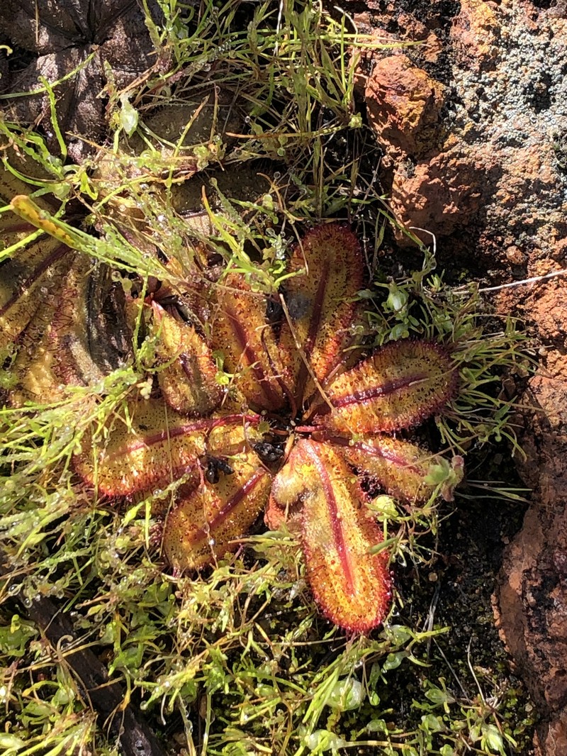 Drosera bulbosa subsp. coronata photo 4