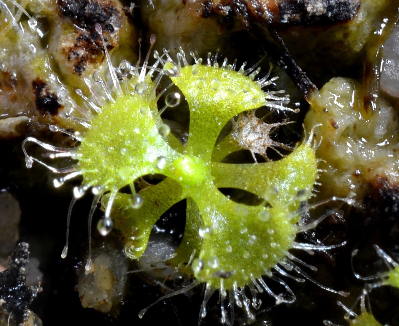 Tropical Sundew photo 3