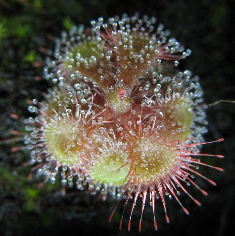 Tropical Sundew