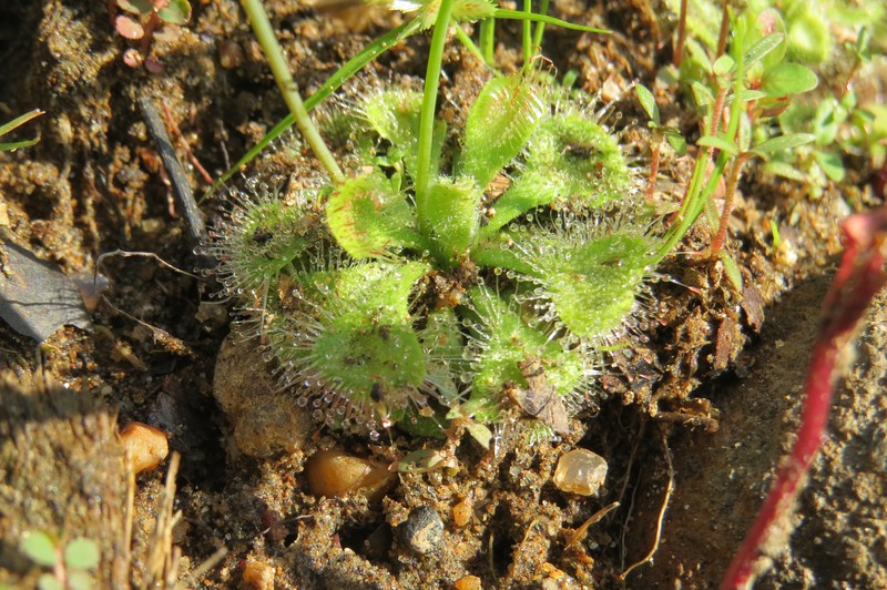 Tropical Sundew photo 2
