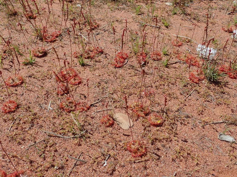 Tropical Sundew photo 4