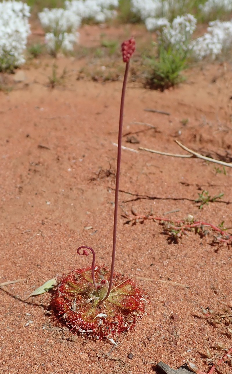 Tropical Sundew photo 5