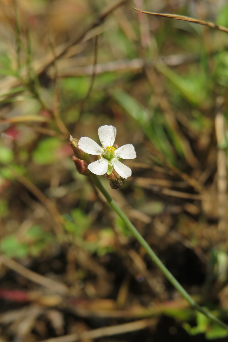 Tropical Sundew photo 6