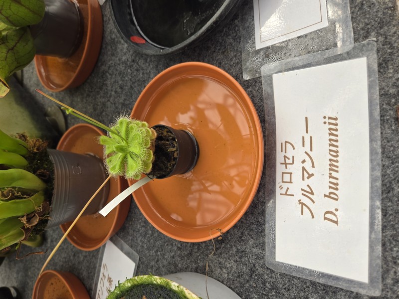 Tropical Sundew photo 7