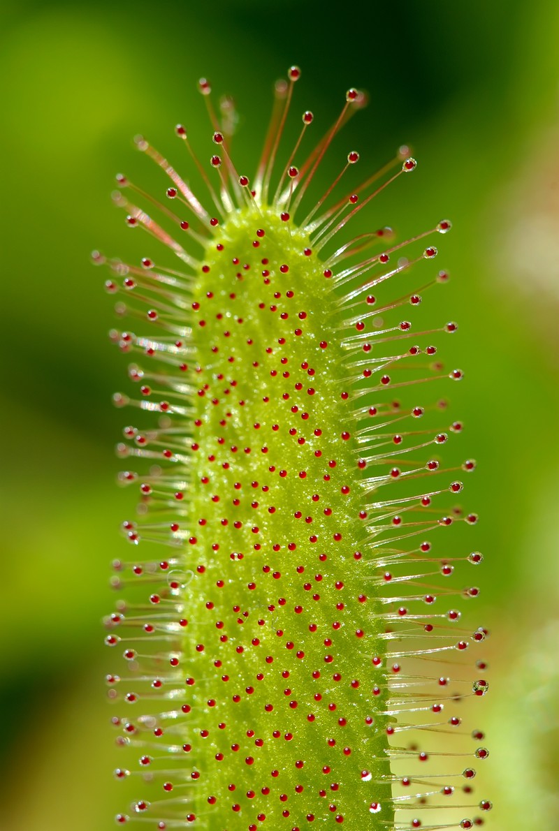 Cape Sundew photo 2