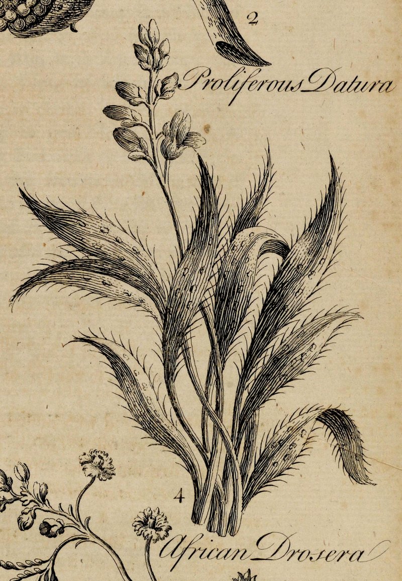 Cape Sundew photo 3