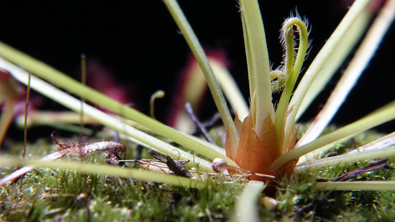Cape Sundew photo 4