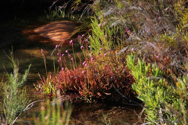 Cape Sundew photo 5