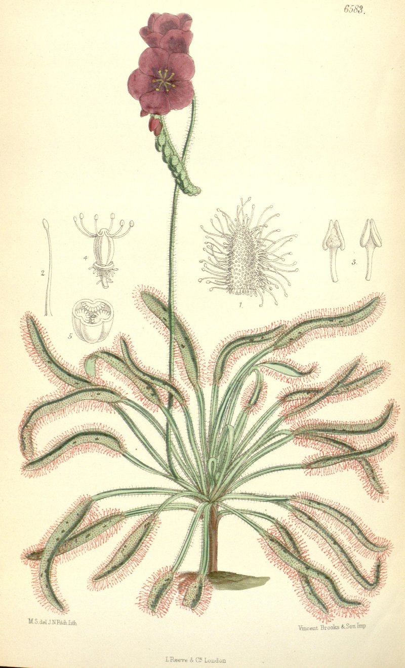 Cape Sundew photo 6