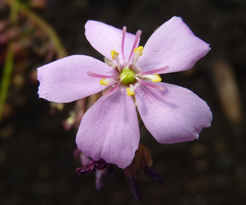 Cape Sundew photo 7