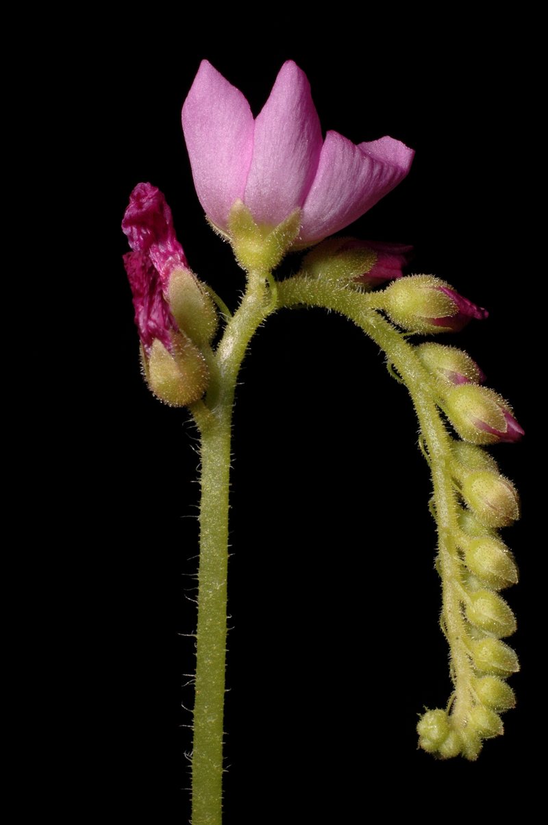 Cape Sundew photo 8