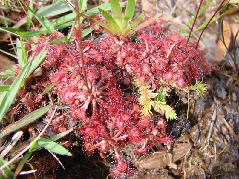 Pink Sundew