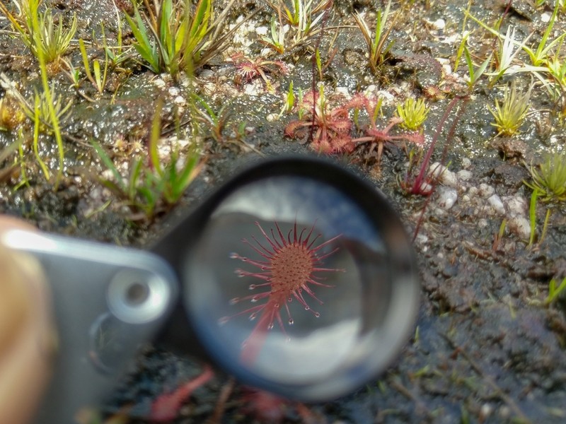 Pink Sundew photo 2