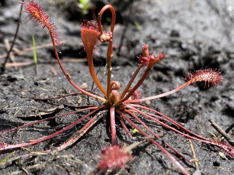 Pink Sundew photo 3