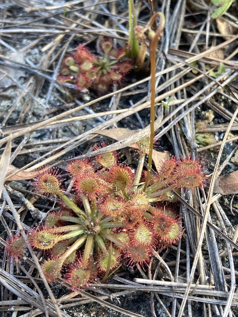 Pink Sundew photo 4