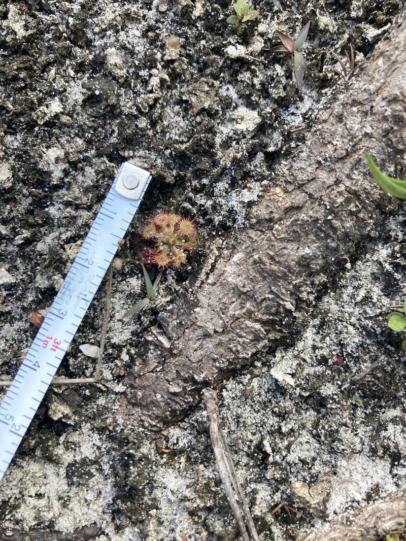 Pink Sundew photo 5