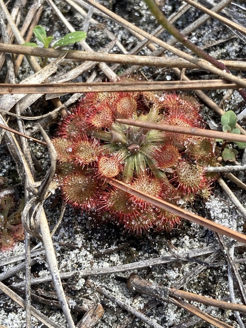Pink Sundew photo 6