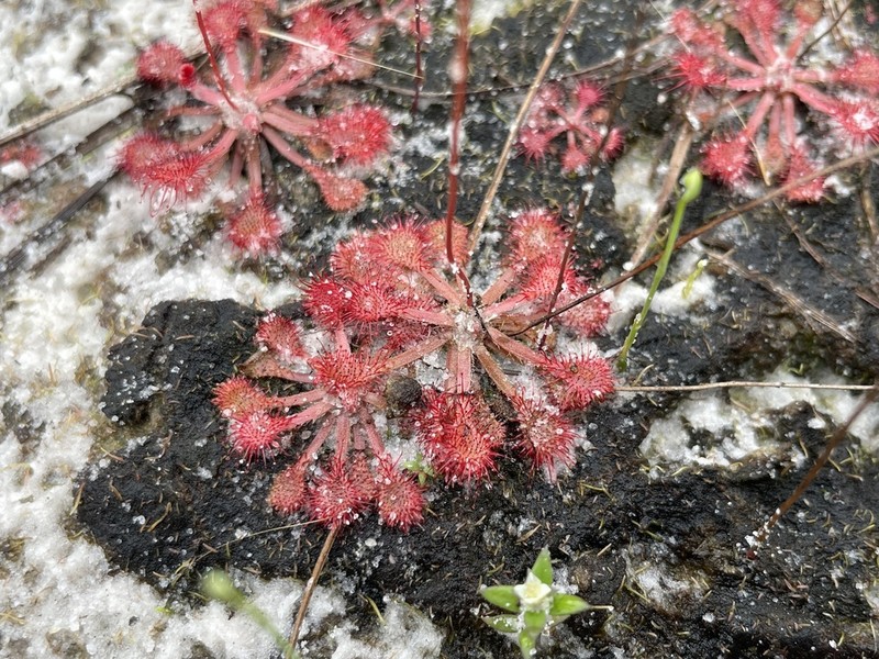 Pink Sundew photo 7