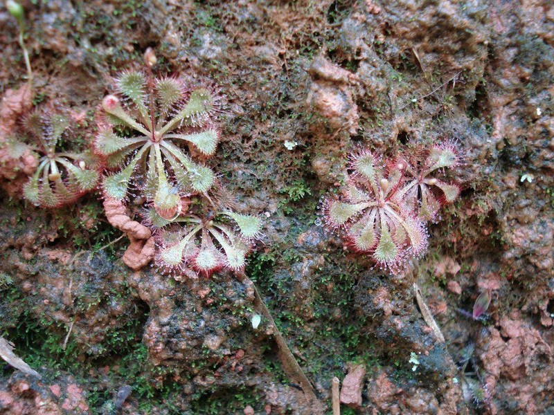 Pink Sundew photo 8